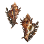 Chicoreus_florifer