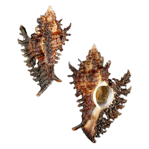 Chicoreus_florifer