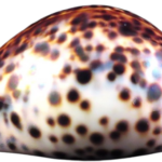Cypraea Tigris