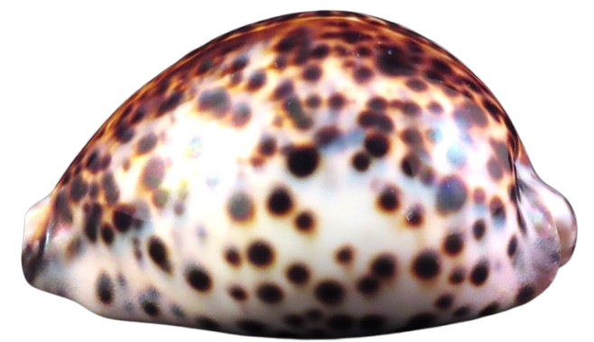 Cypraea Tigris