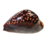 Primarily nocturnal, hiding under live rock during the day and coming out at night.