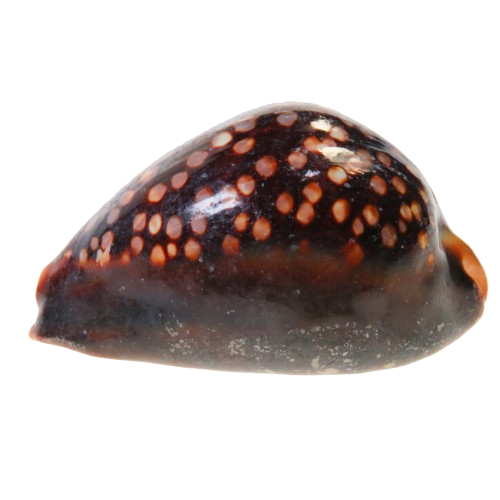 Primarily nocturnal, hiding under live rock during the day and coming out at night.