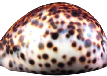 Cypraea Tigris