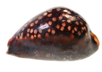 Primarily nocturnal, hiding under live rock during the day and coming out at night.